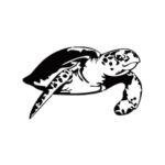 Image d'un tatouage temporaire représentant une Tortue de Mer.
