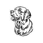 Golden retriever au regard doux lignes harmonieuses pour tatouage temporaire fidèle