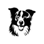 Border Collie intense au regard vif pour tatouage temporaire dynamique