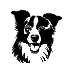 Pochoir tatouage éphémère border collie – chien de berger intelligent et expressif