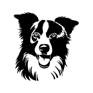 Pochoir tatouage éphémère border collie – chien de berger intelligent et expressif